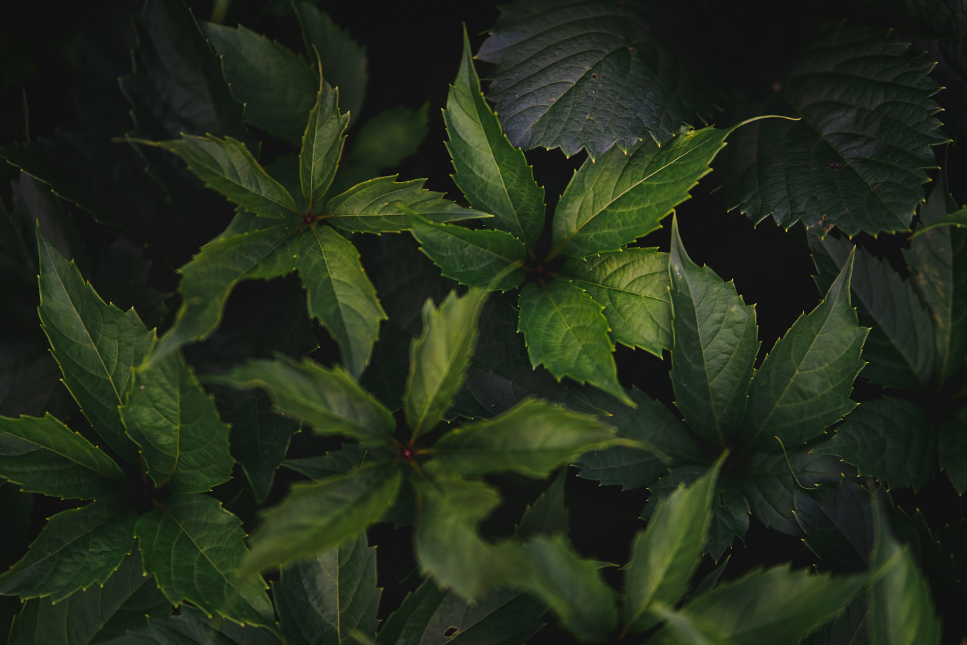 Pain Relief Oils
